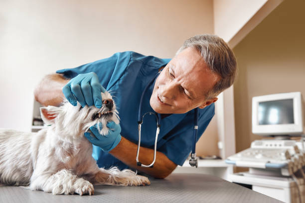 Best Emergency Denture Repair in Murfreesboro, AR